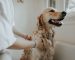 Excellent Advice Any Canine Manager Can Use