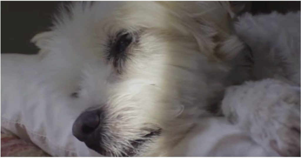 She Left Her Healthy Dog For A Quick Errand, Came Home To His Stiff Body