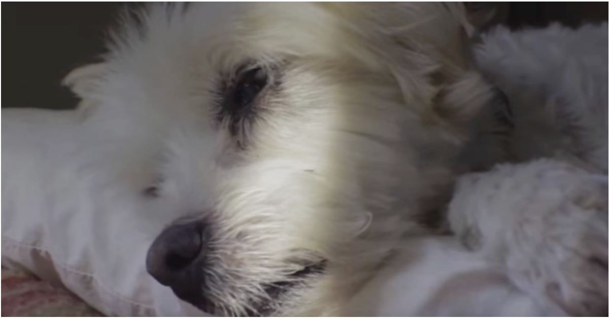 She Left Her Healthy Dog For A Quick Errand, Came Home To His Stiff Body